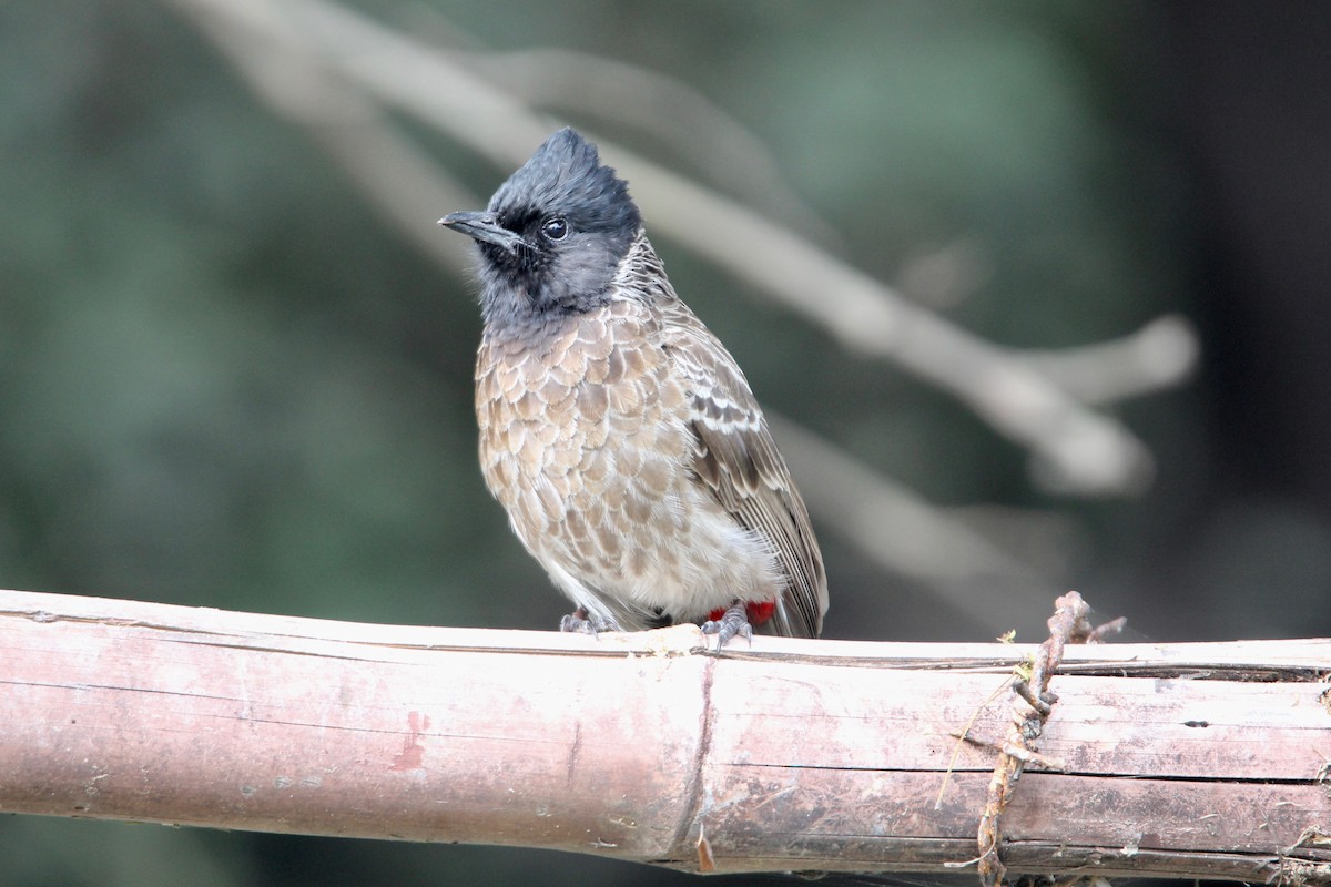 Red-vented Bulbul - ML55504081