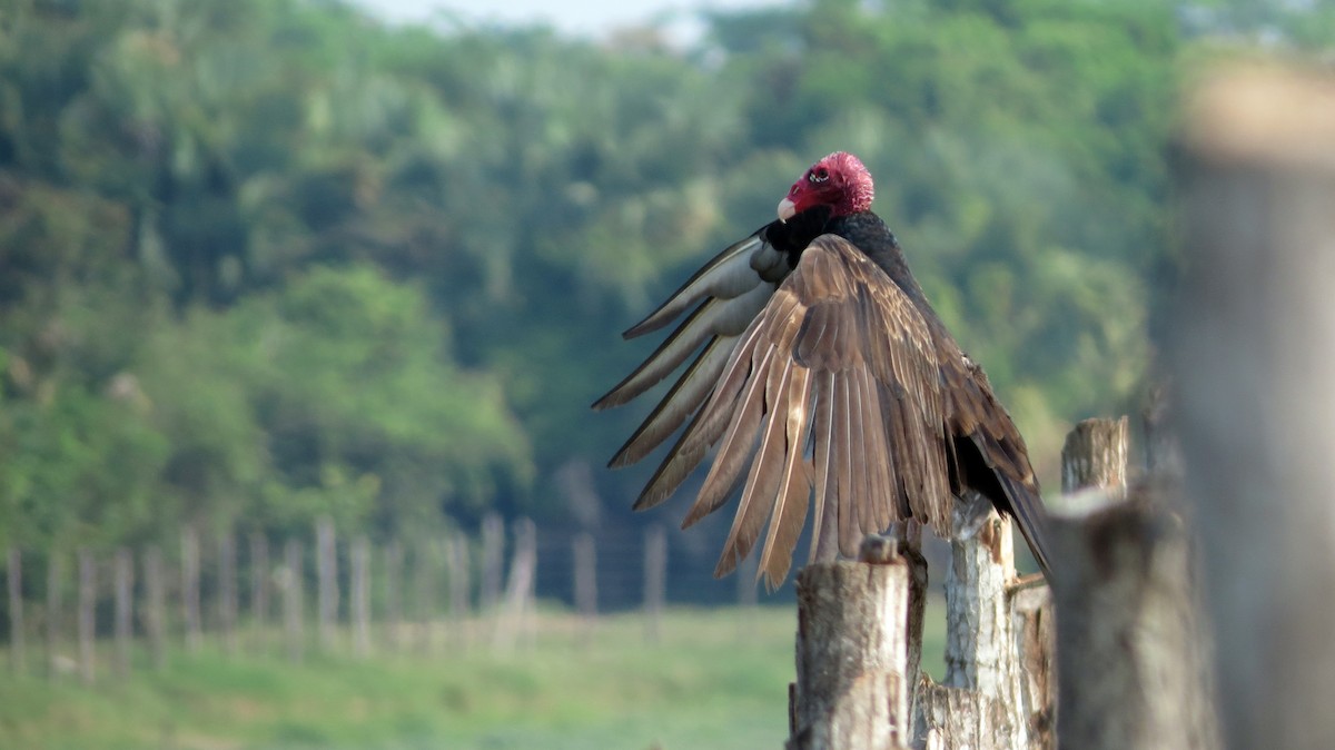 Turkey Vulture - Anna Wittmer