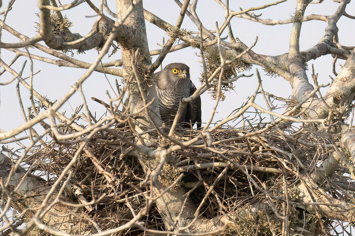 Madagascar Sparrowhawk - ML555043501