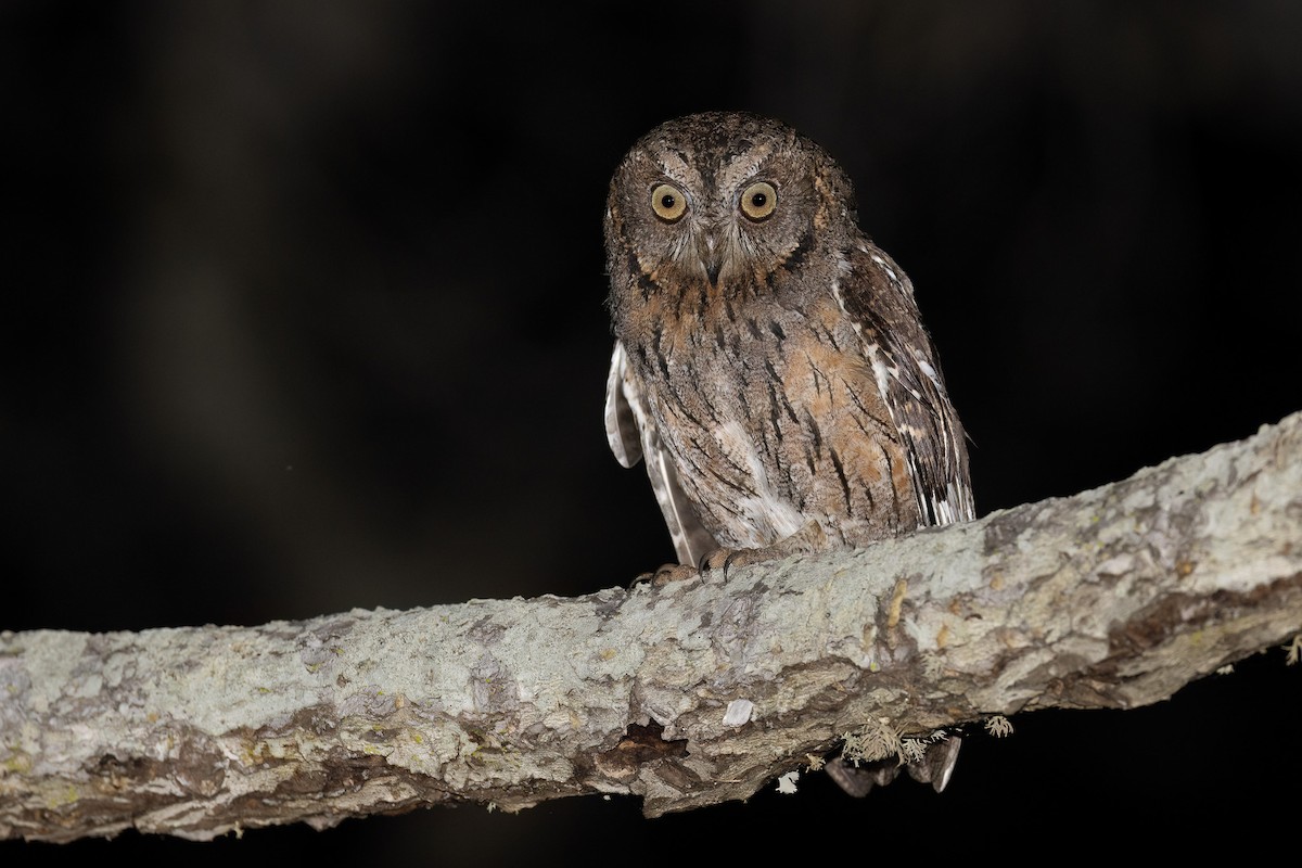 Madagascar Scops-Owl - ML555048421