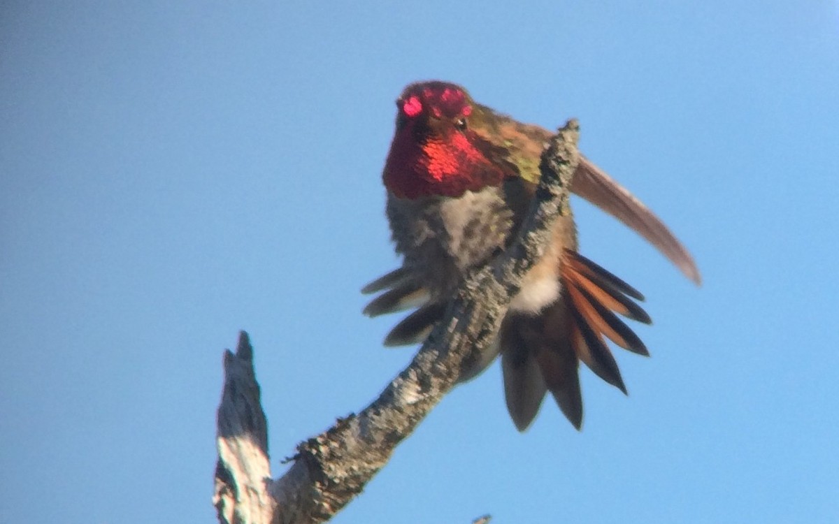 Anna's x Rufous Hummingbird (hybrid) - ML55505221
