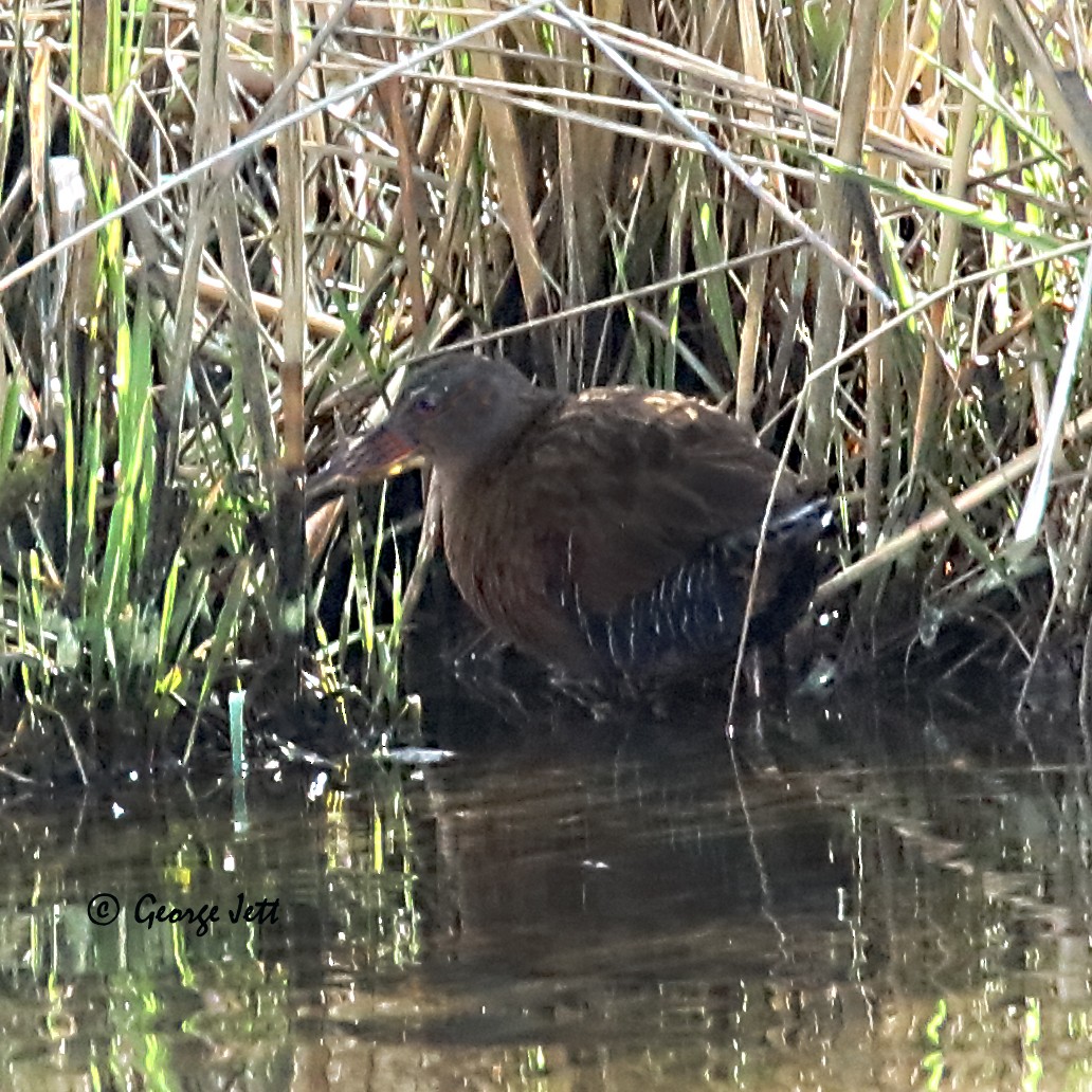 eBird Checklist - 8 Apr 2023 - Swan Creek Wetland--Cox Creek DMCF ...