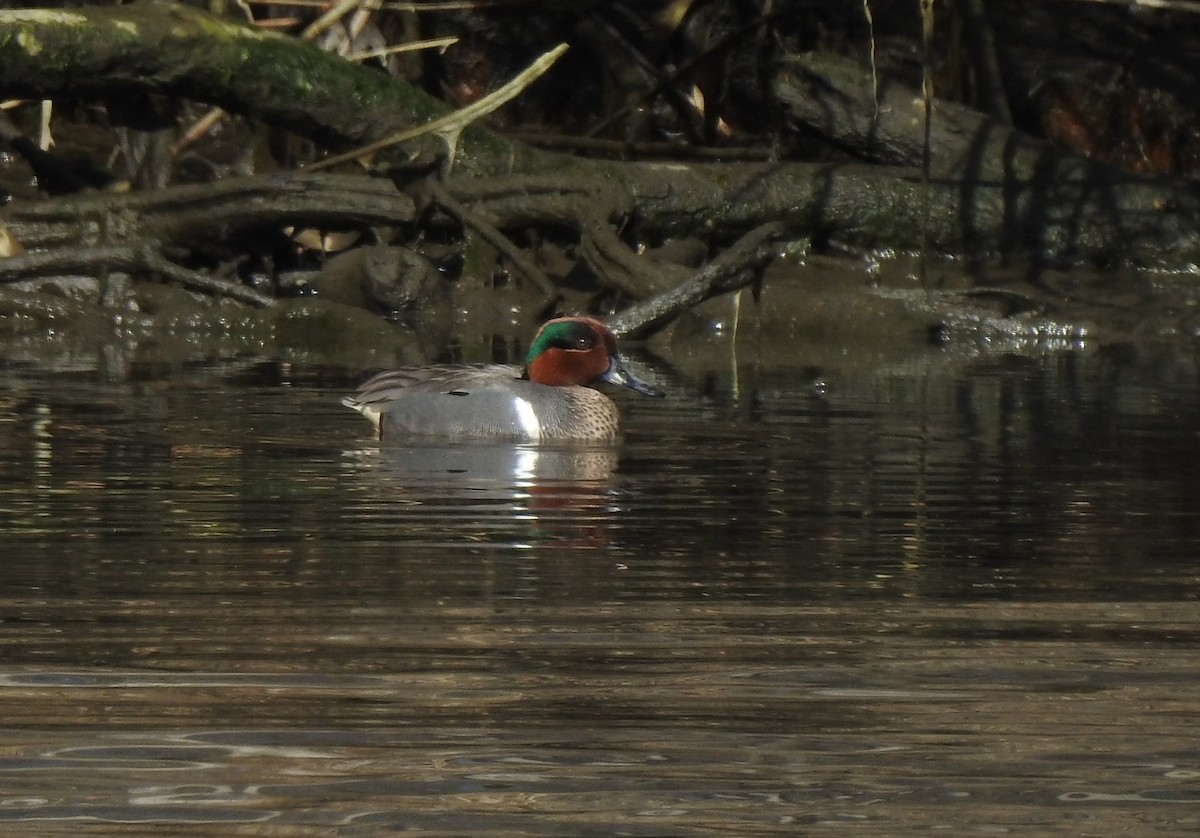 Green-winged Teal - ML555057321