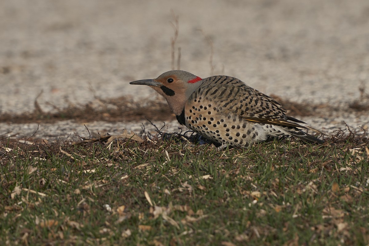 Northern Flicker (Yellow-shafted) - Dana Siefer