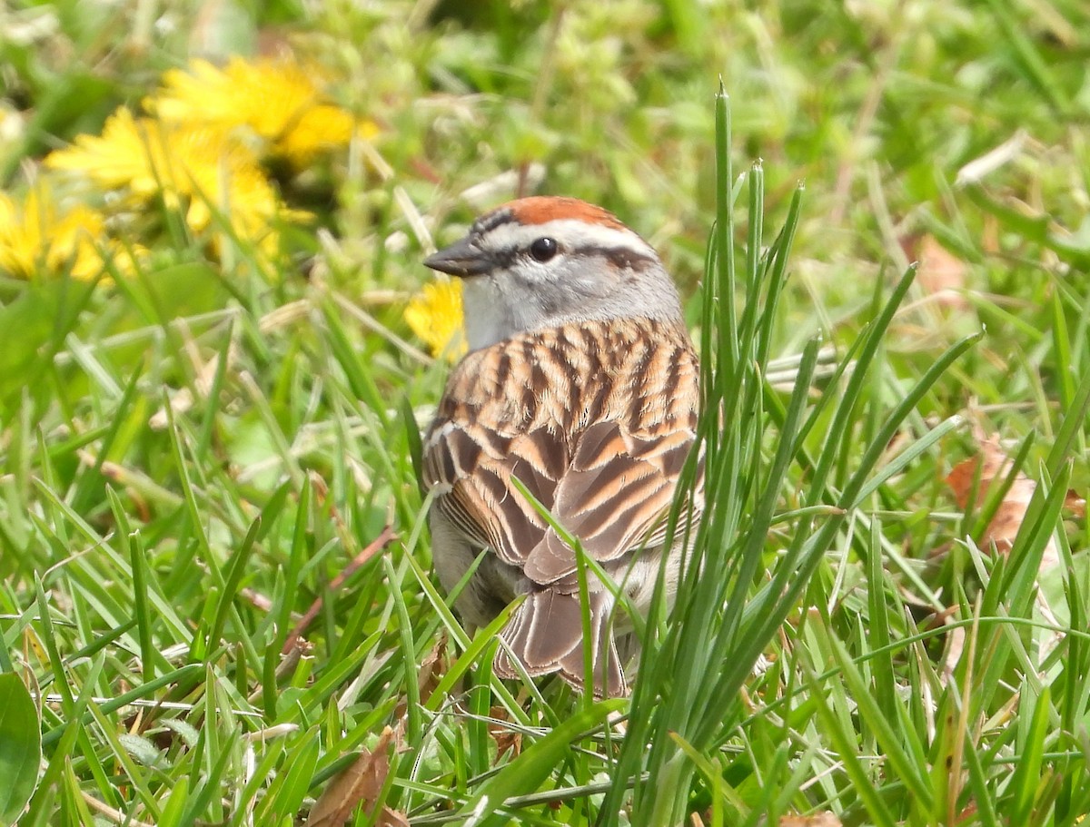 Chipping Sparrow - ML555058981