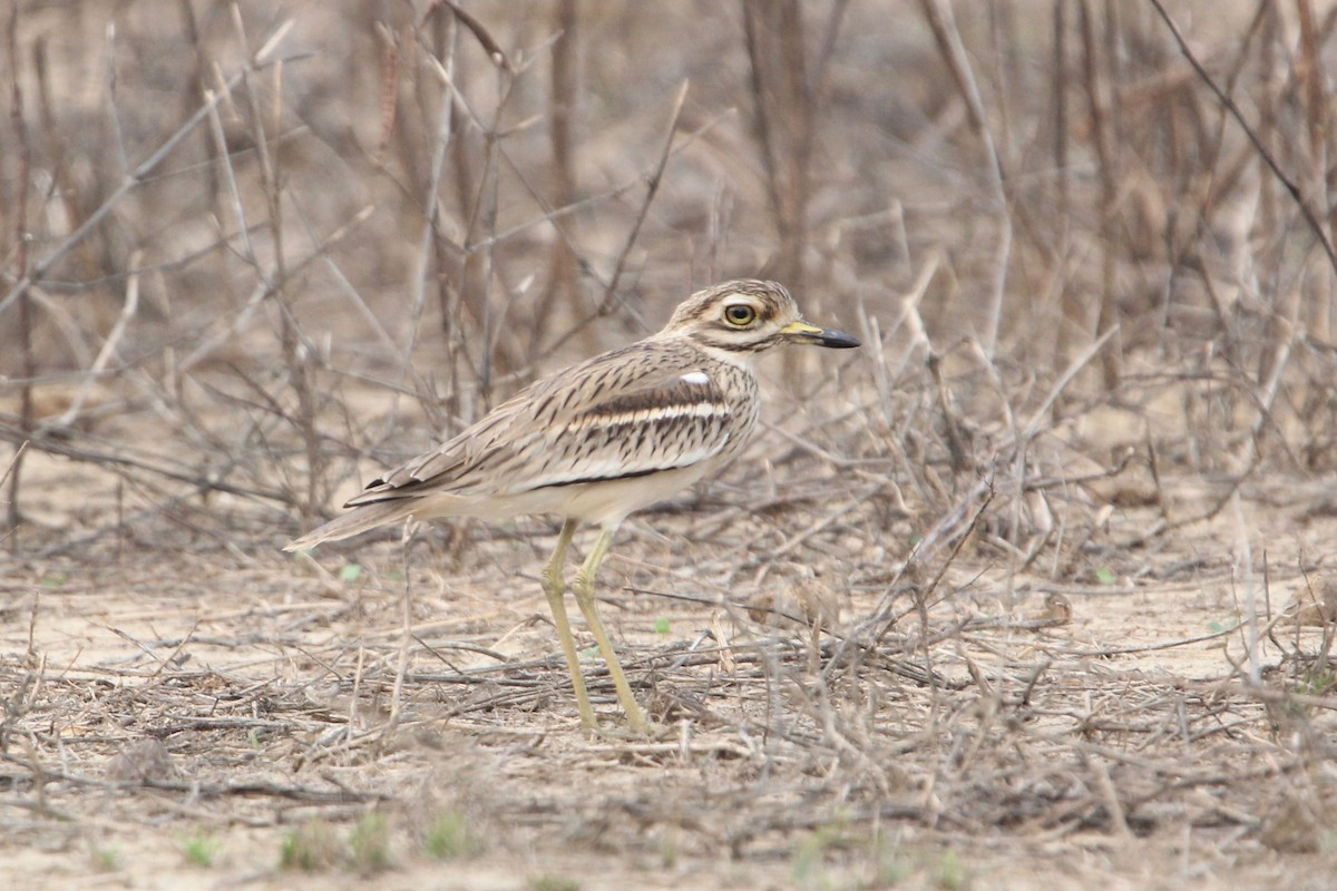 Indian Thick-knee - ML55505971