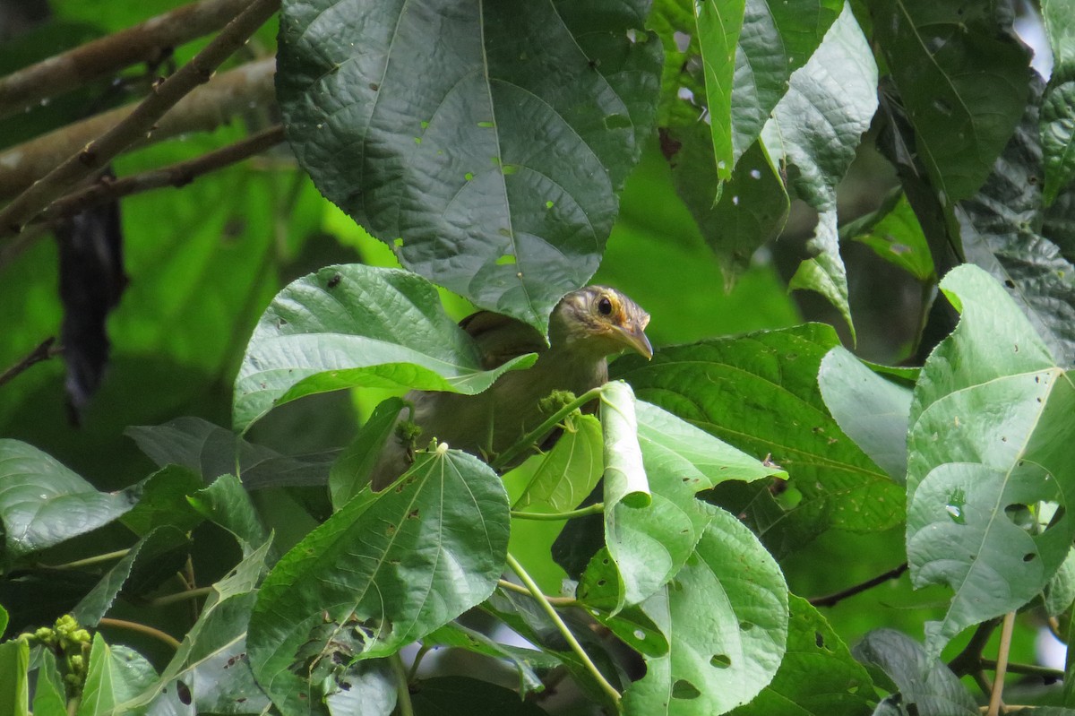 Chestnut-winged Foliage-gleaner - ML555059931