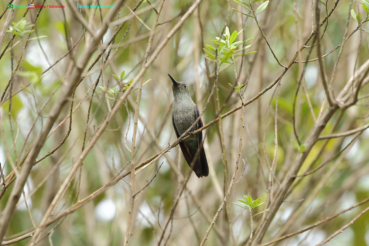 Sombre Hummingbird - ML555061141