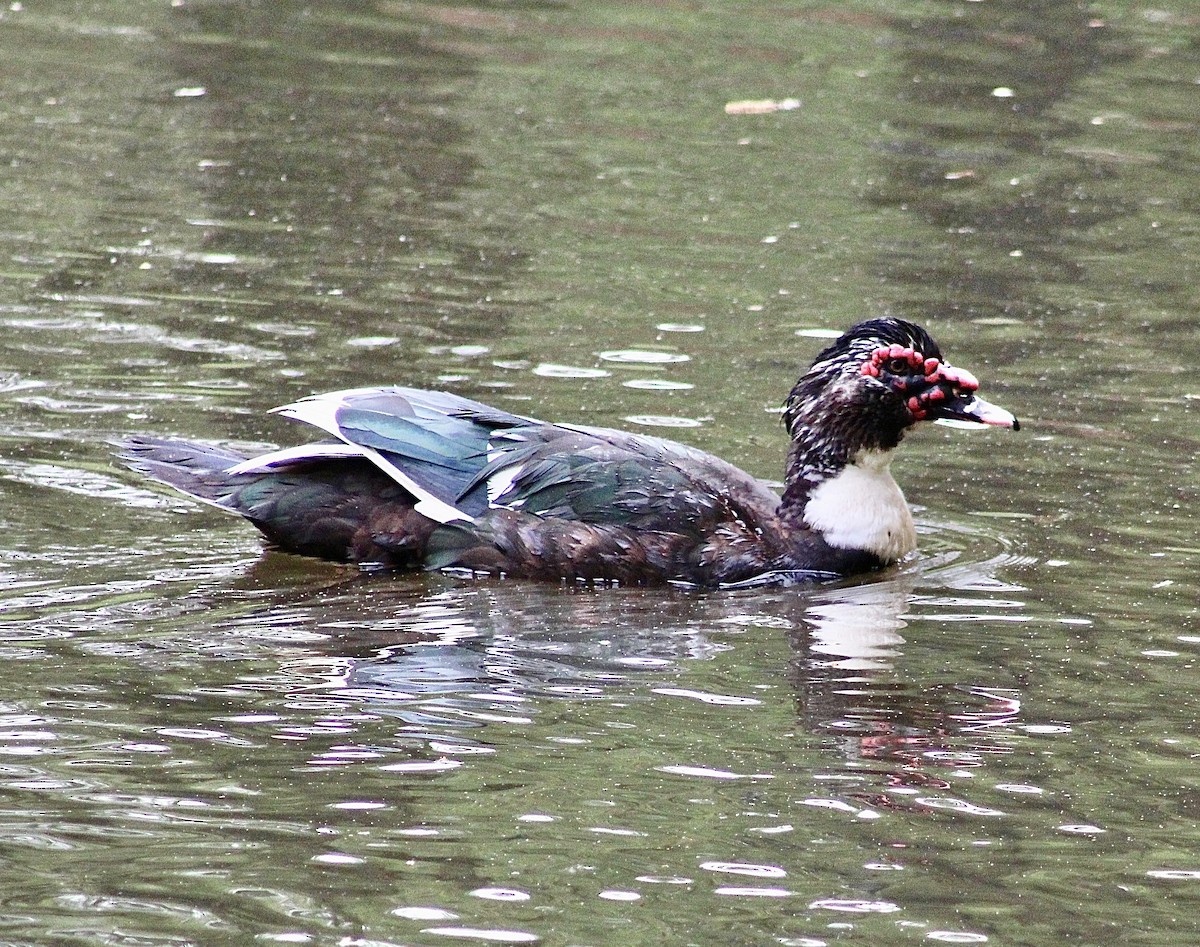 Muscovy Duck (Domestic type) - Rolin Cosper