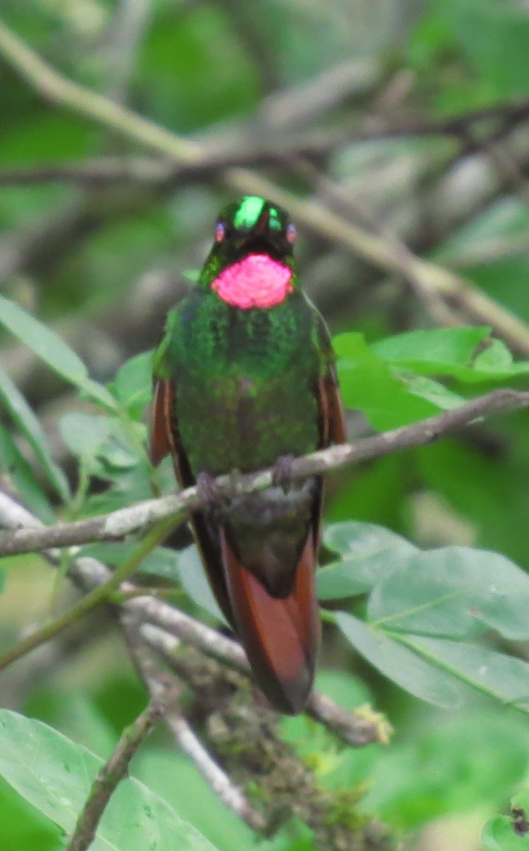 kolibřík brazilský - ML555063021