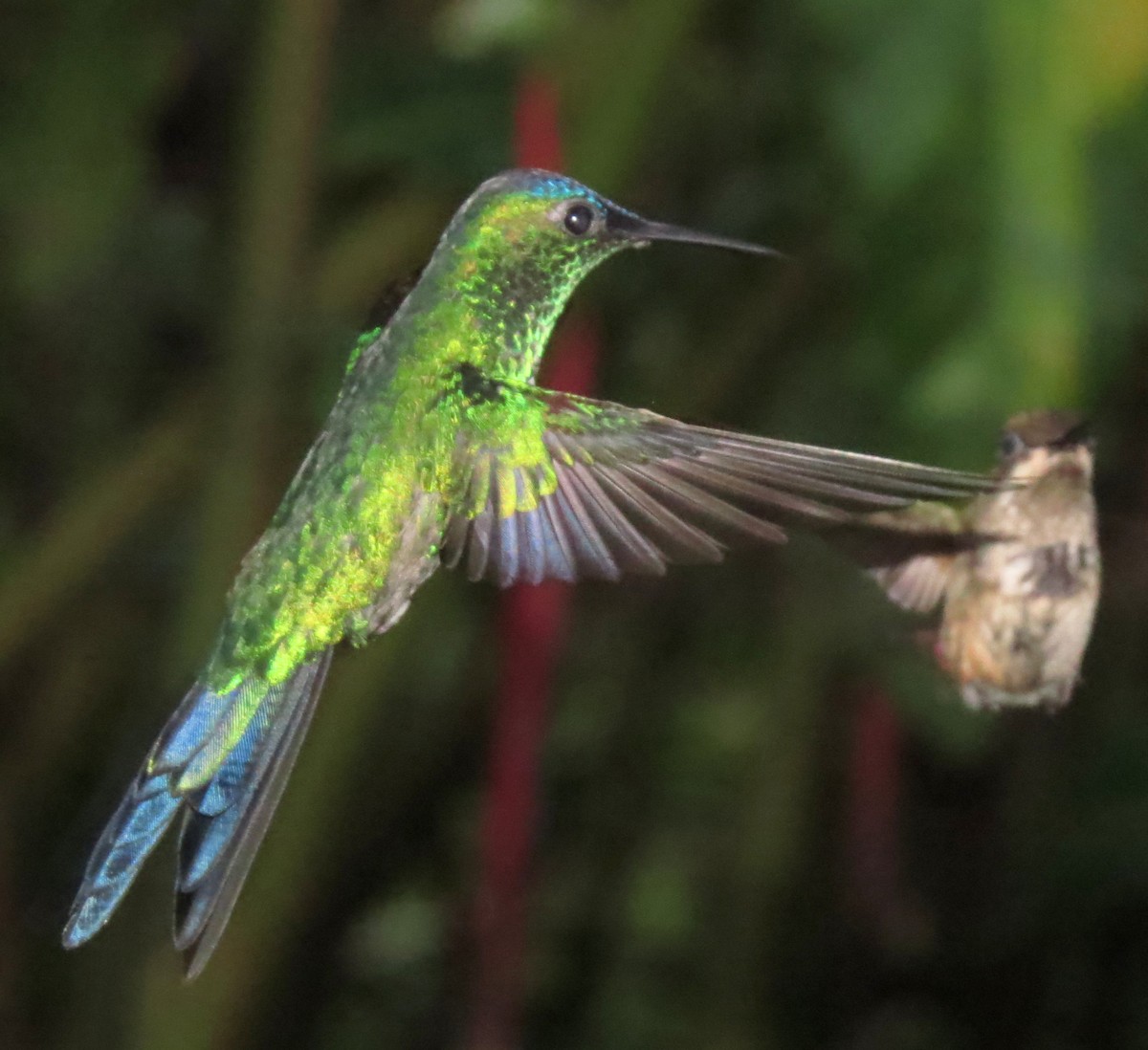 Swallow-tailed Hummingbird - Bob Curry