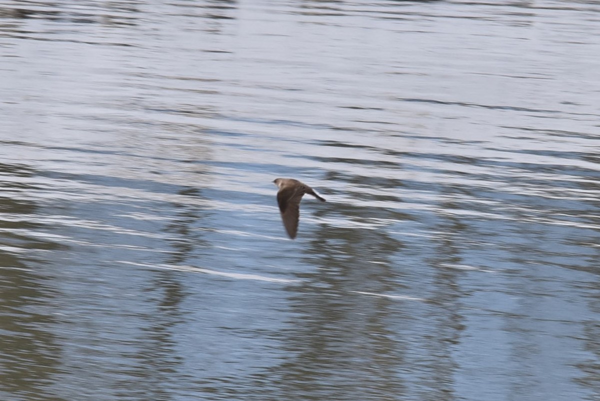 eBird Checklist - 8 Apr 2023 - Ottawa--Fletcher Wildlife Garden - 17 ...