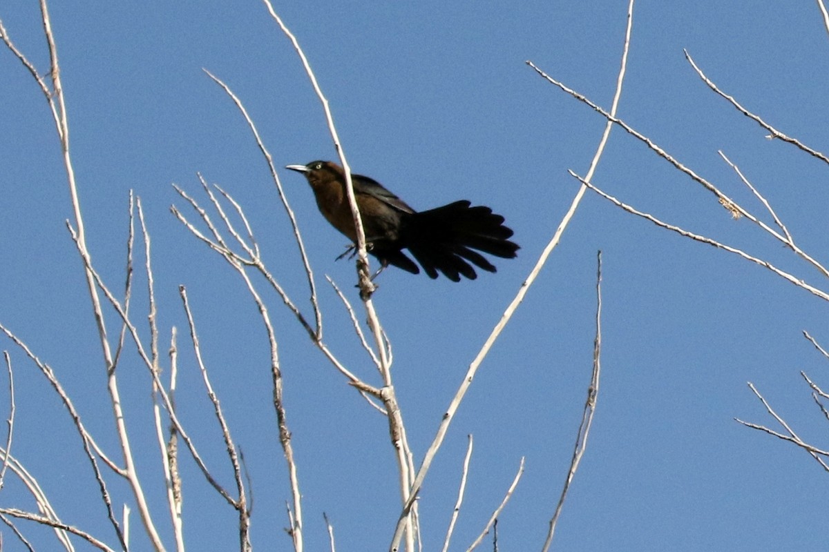 Great-tailed Grackle - ML55506991
