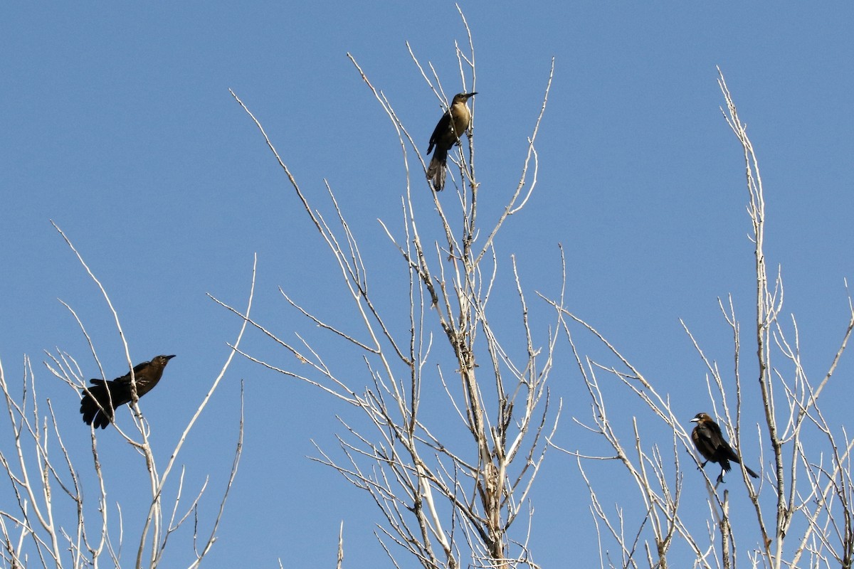 Great-tailed Grackle - ML55507021