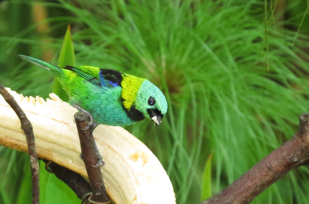 Green-headed Tanager - Bob Curry