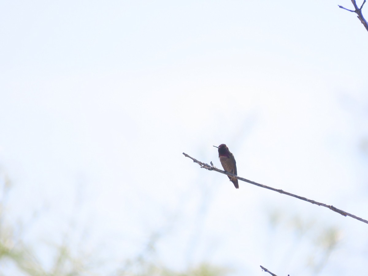 Anna's Hummingbird - ML555073351
