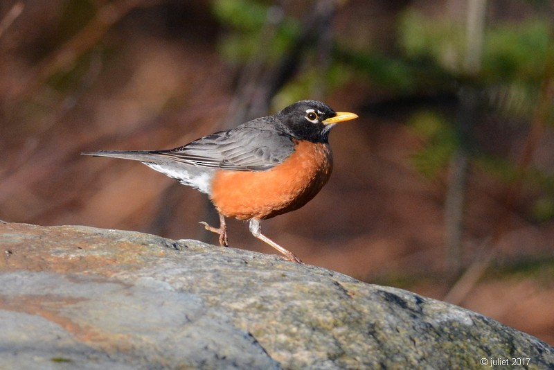 American Robin - Julie Tremblay (Pointe-Claire)