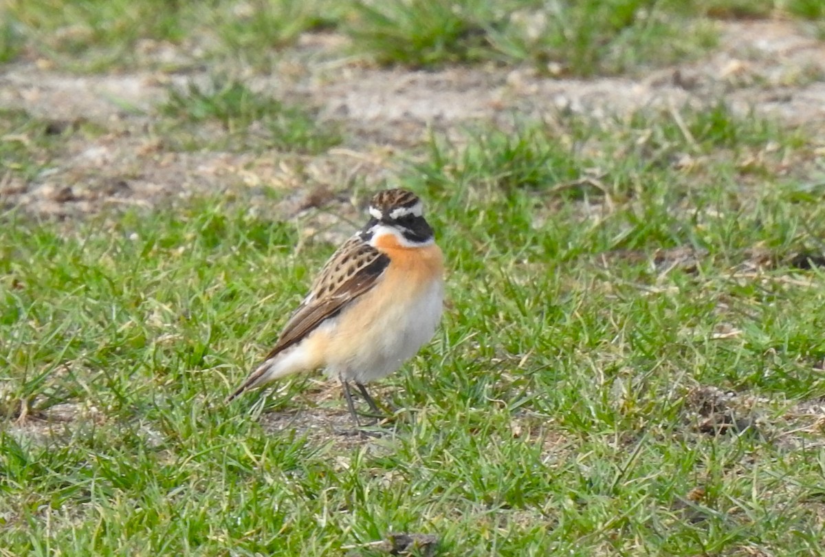 Whinchat - ML555075761