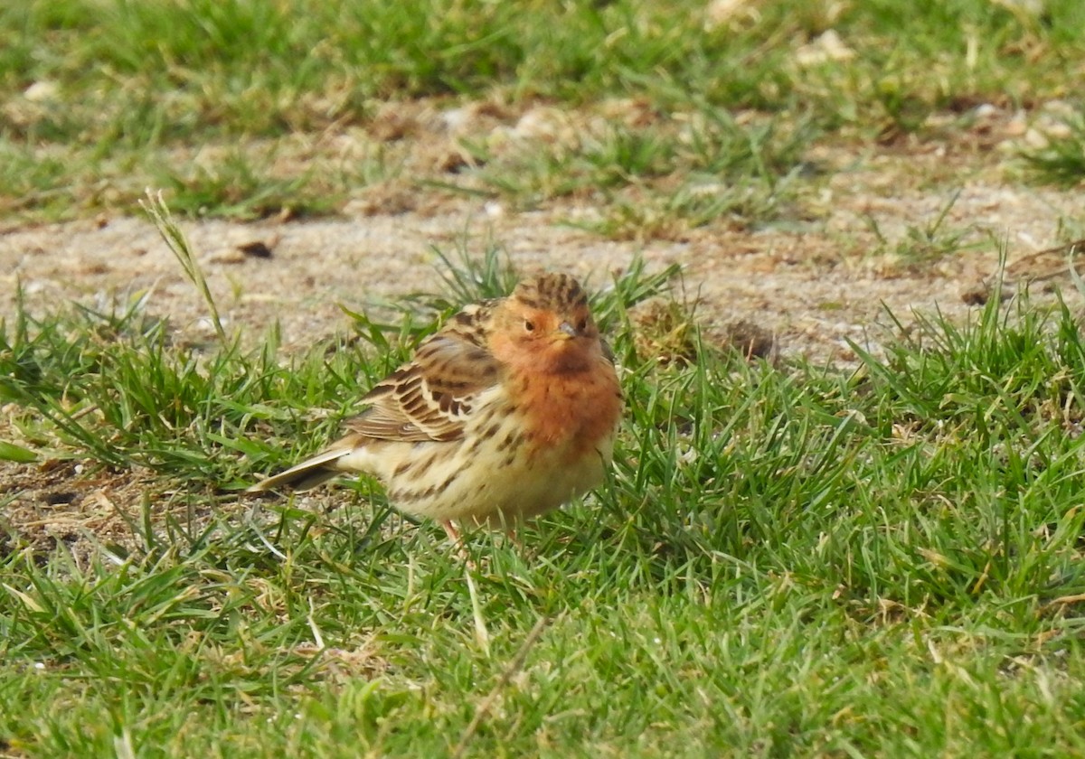 Red-throated Pipit - ML555076011