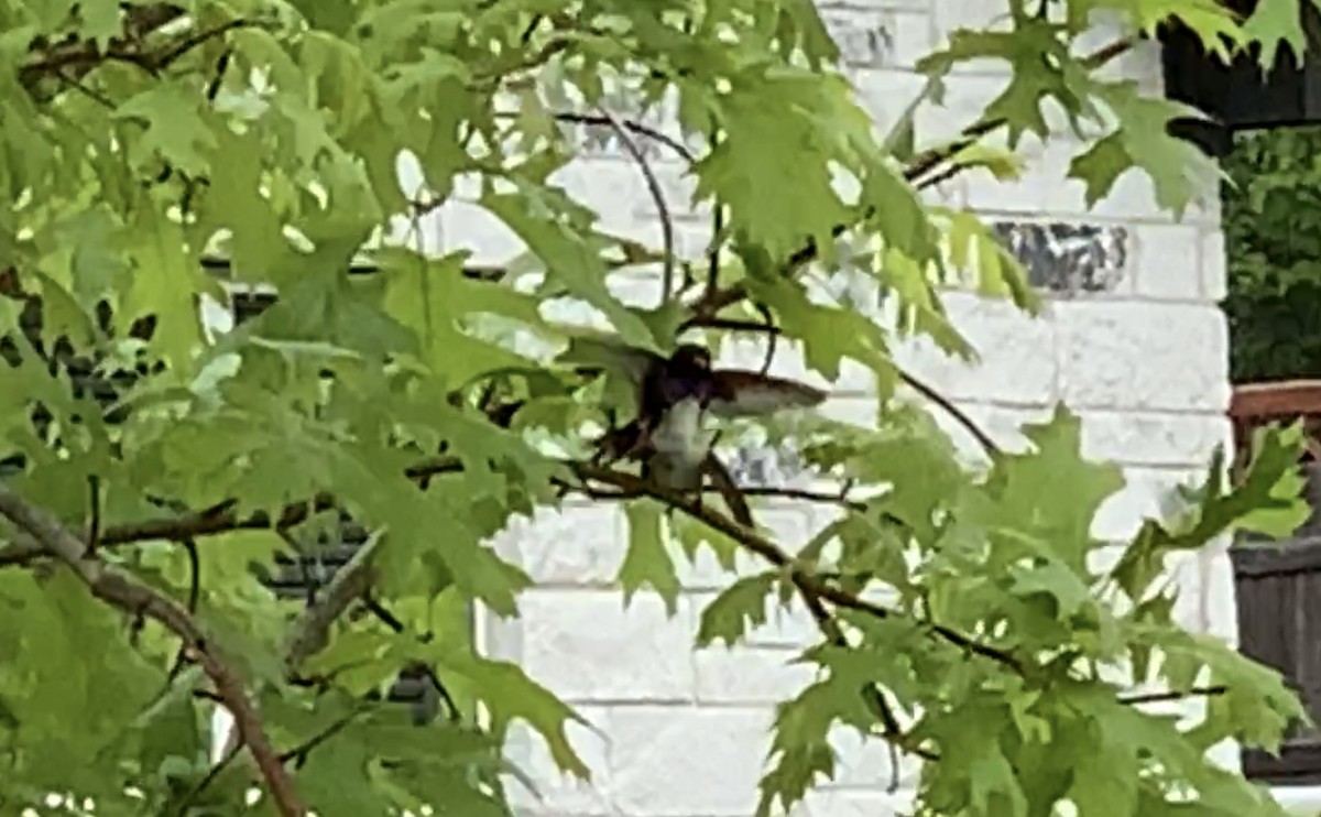 Black-chinned Hummingbird - ML555077071