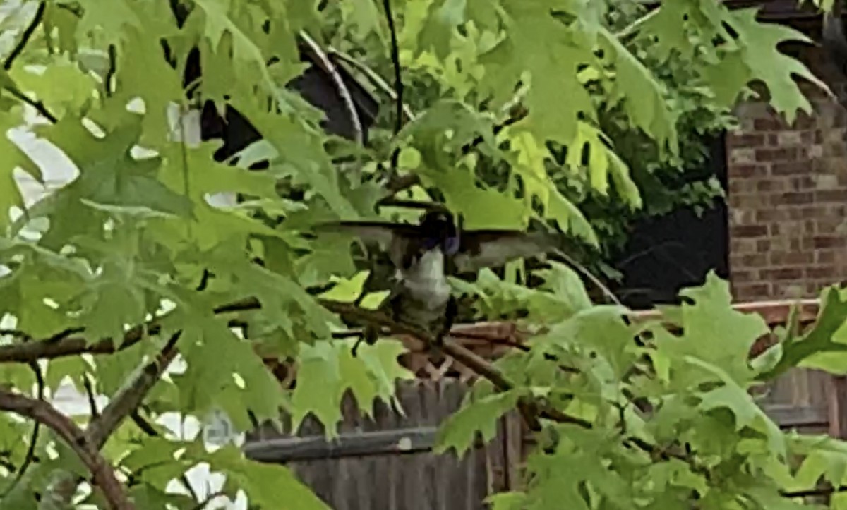 Black-chinned Hummingbird - ML555077081