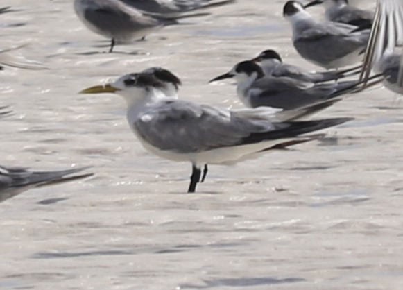 Lesser Crested Tern - ML555078911