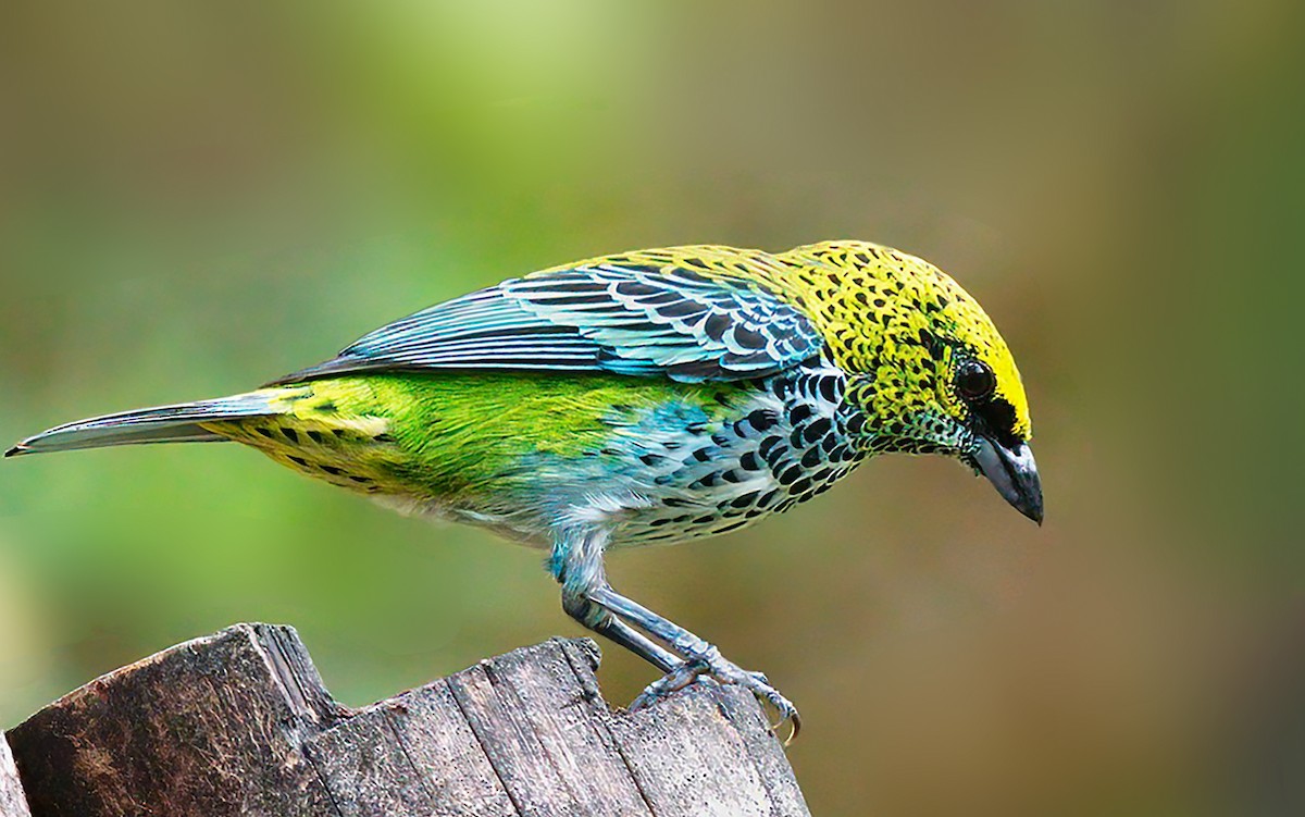 Speckled Tanager - ML555081281