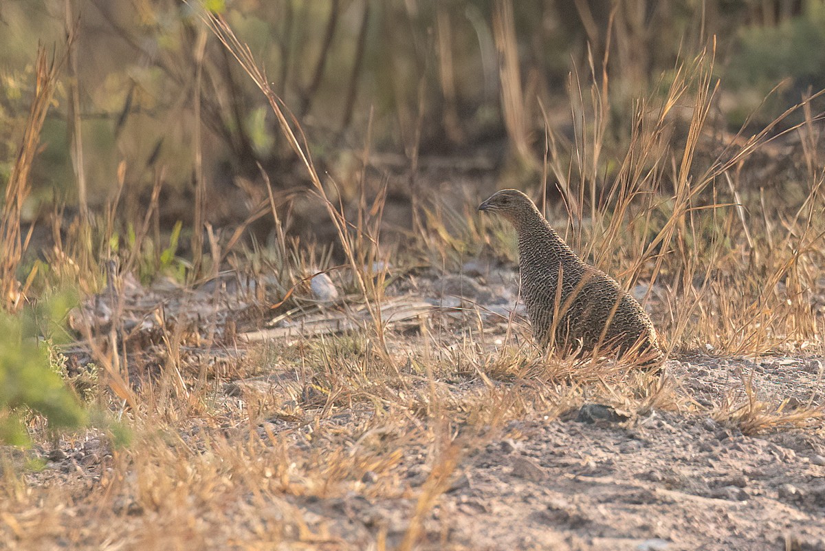 Madagascar Partridge - Chris Venetz | Ornis Birding Expeditions