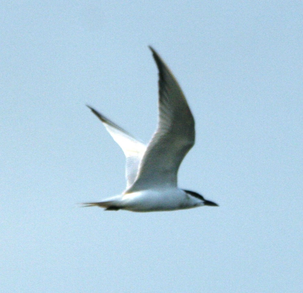 Gull-billed Tern - Greg  K