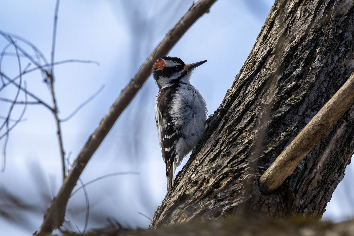 Hairy Woodpecker (Eastern) - ML555085131