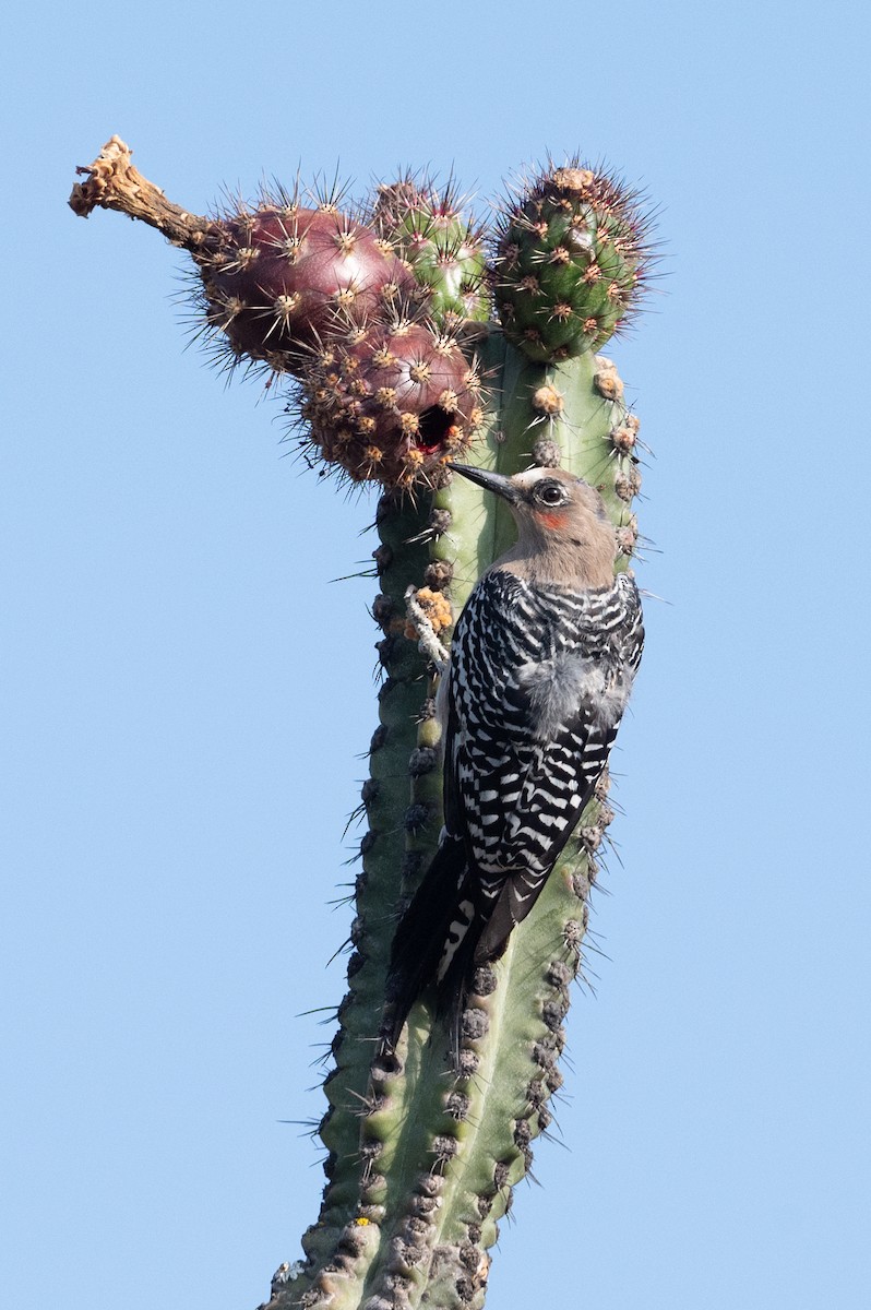 Gray-breasted Woodpecker - ML555086321