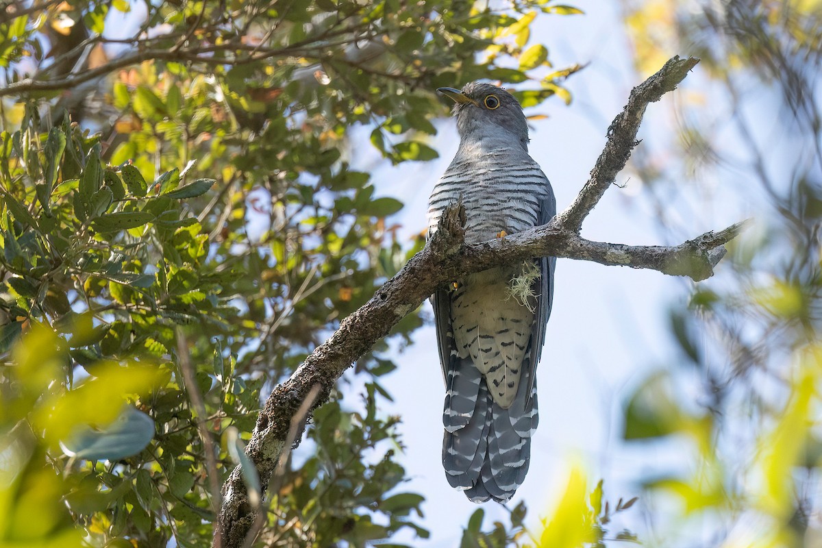 Madagascar Cuckoo - ML555088581