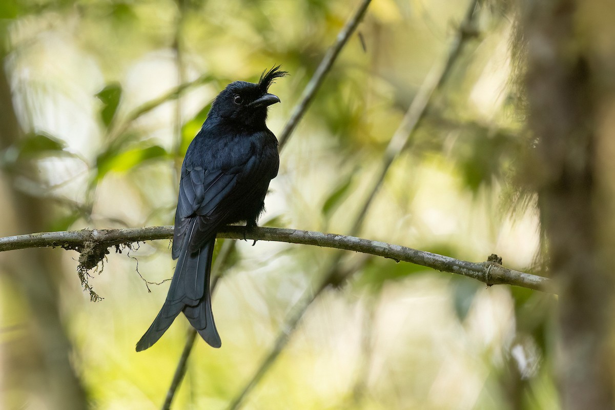 Crested Drongo - ML555089871