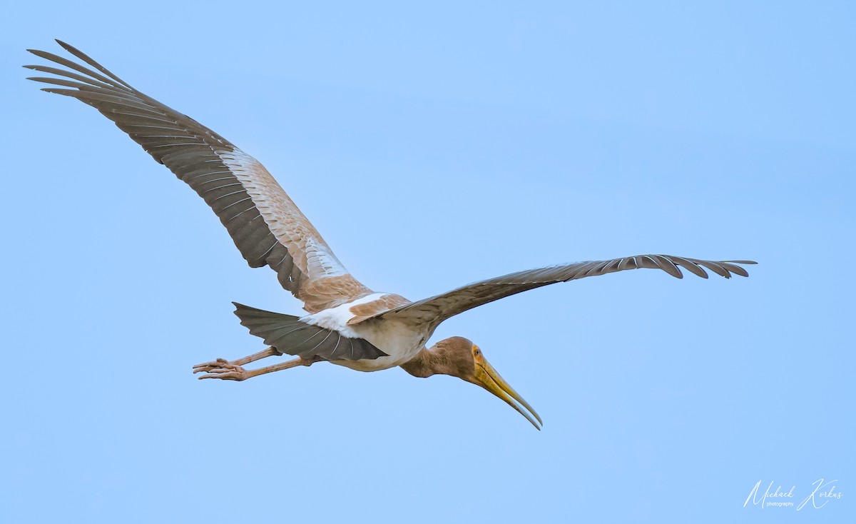 Yellow-billed Stork - ML555094591