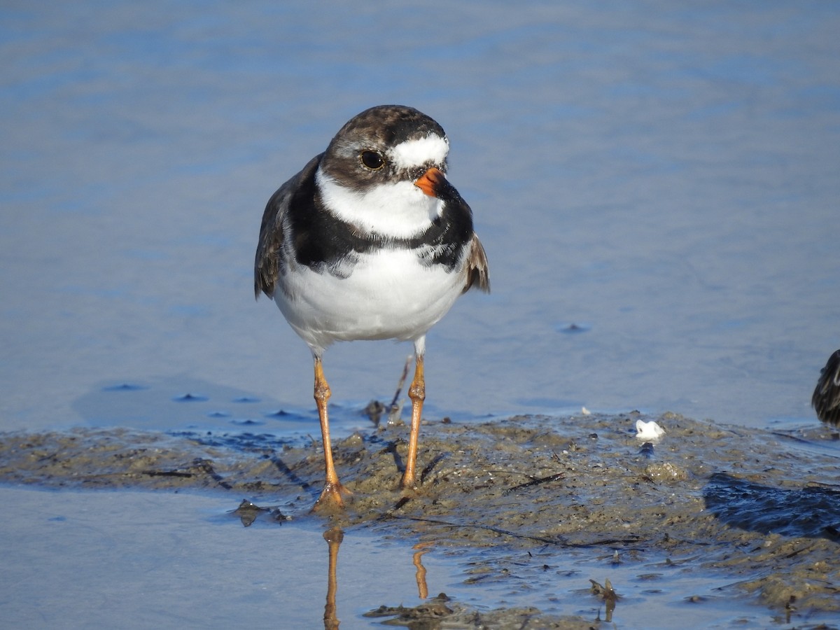 Semipalmated Plover - ML555100031