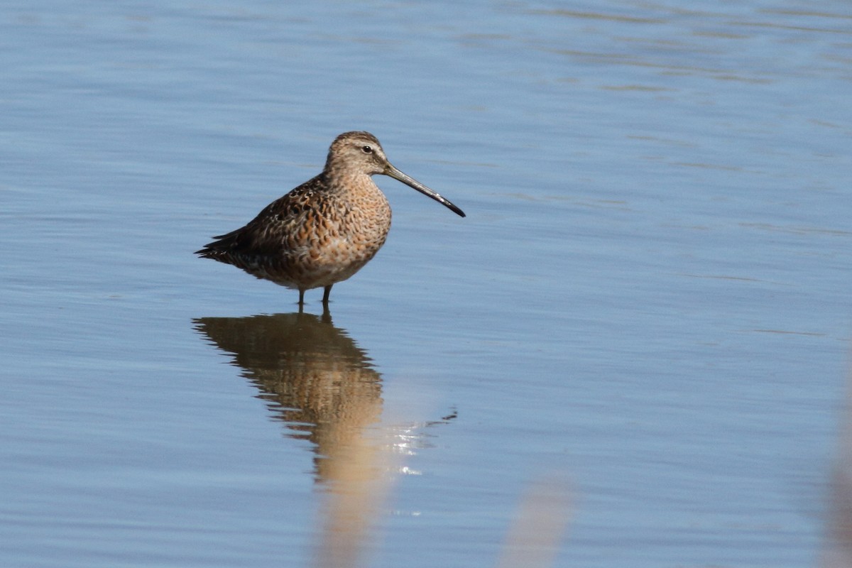 Long-billed Dowitcher - ML555100501