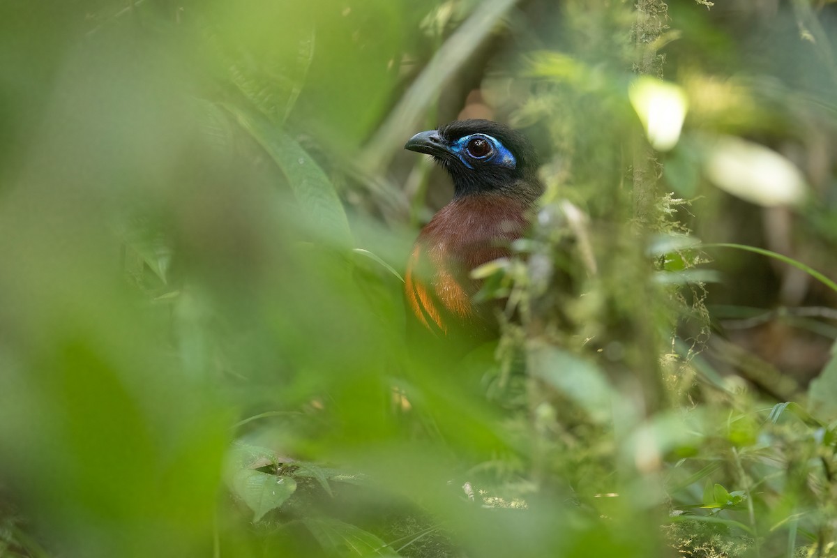 Red-breasted Coua - ML555101771