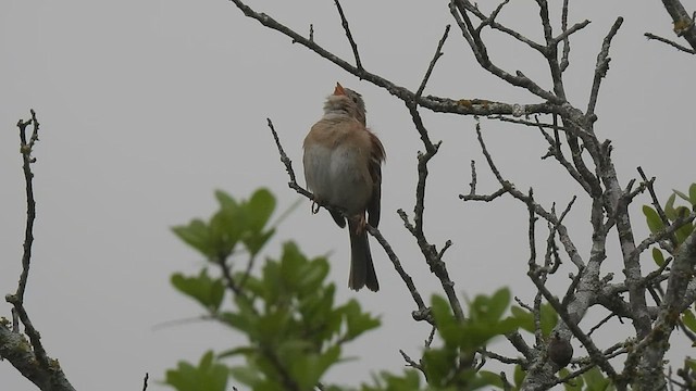 Field Sparrow - ML555102531
