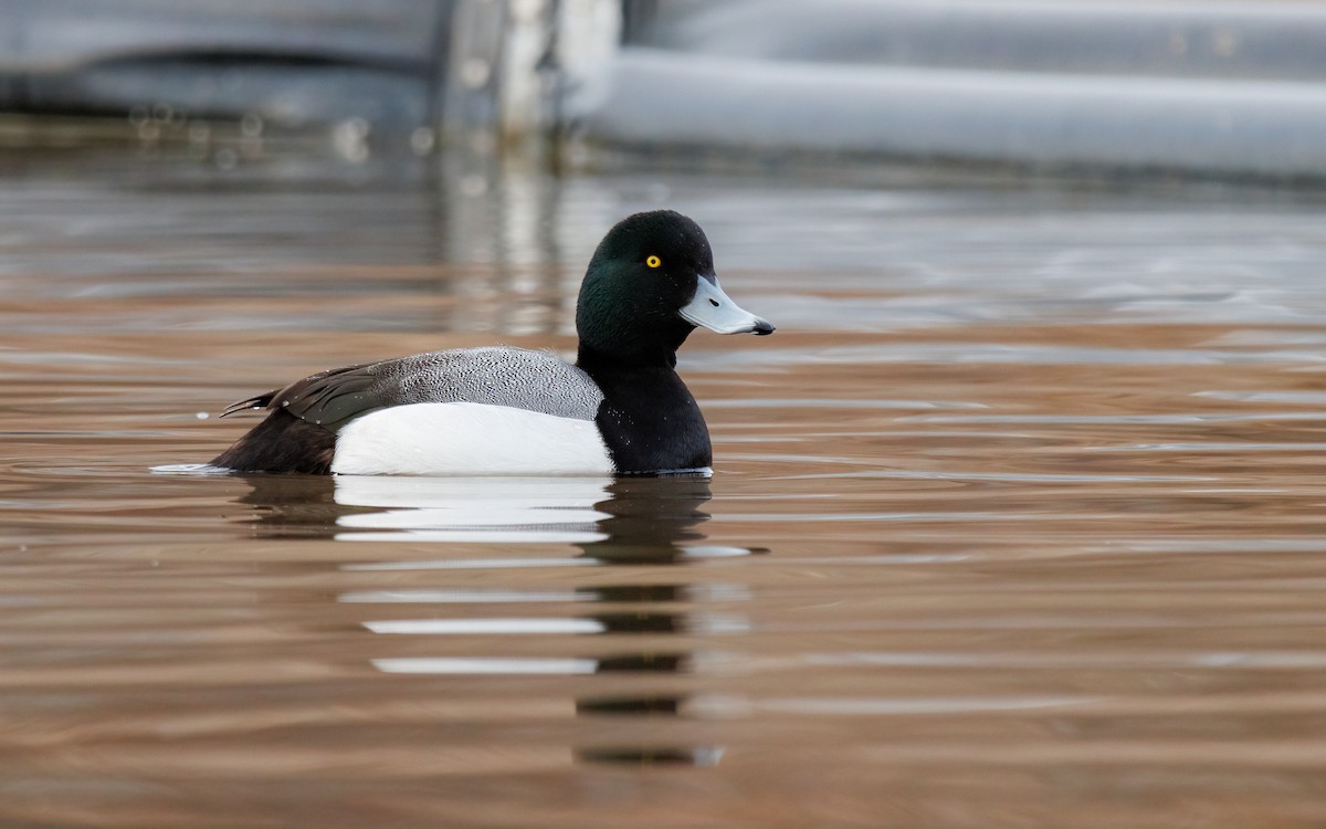 Greater Scaup - ML555104081