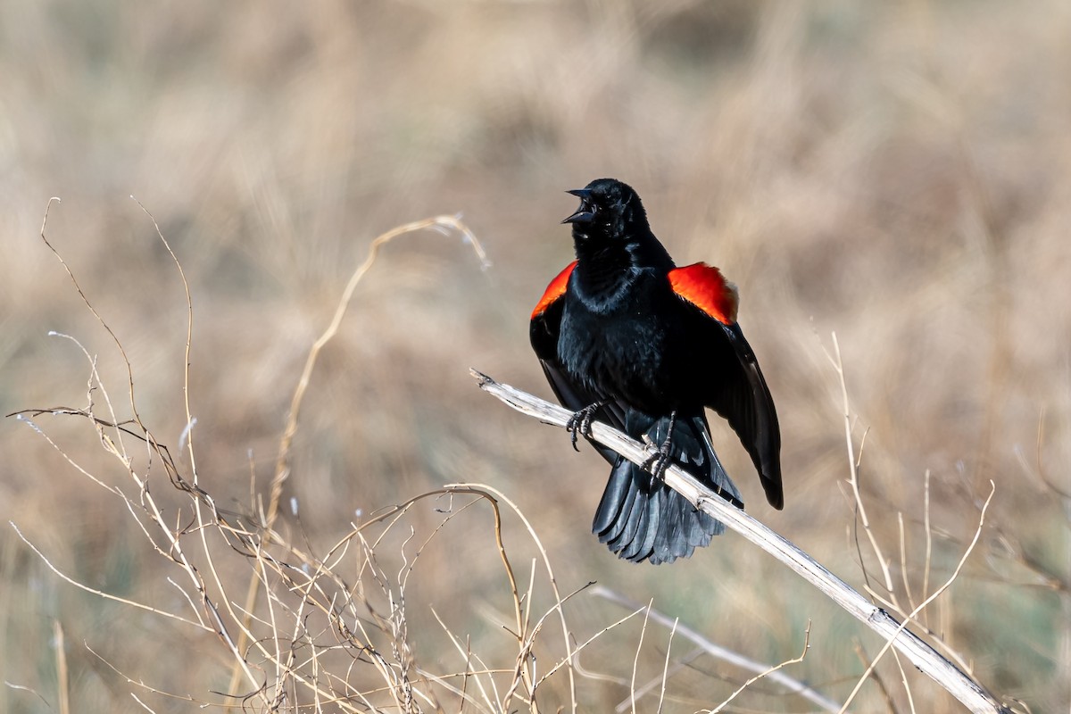 Red-winged Blackbird - ML555105561