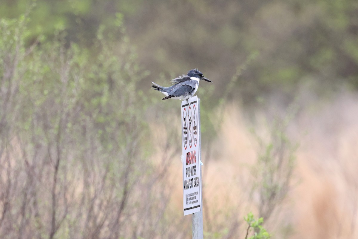 Belted Kingfisher - ML555113631