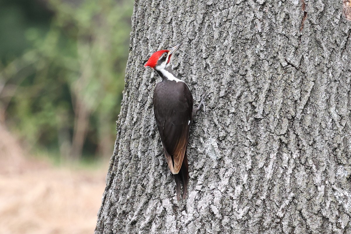 Pileated Woodpecker - ML555113841