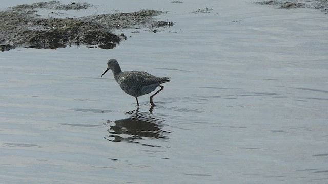 Spotted Redshank - ML555118871