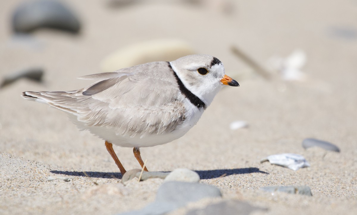 Piping Plover - ML555119031