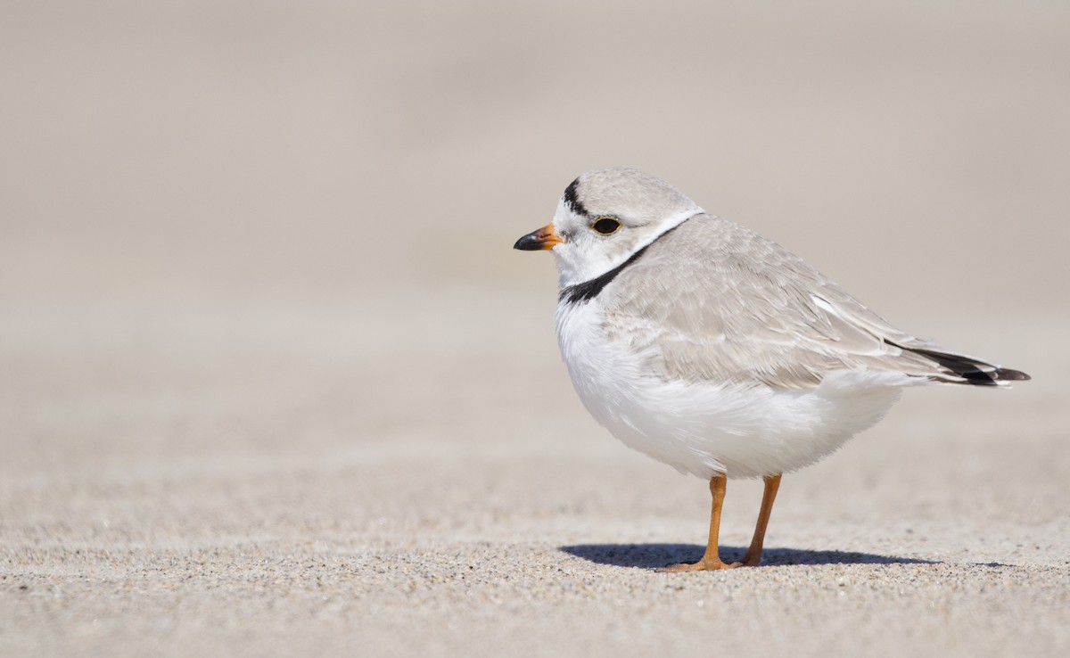 Piping Plover - ML555119101