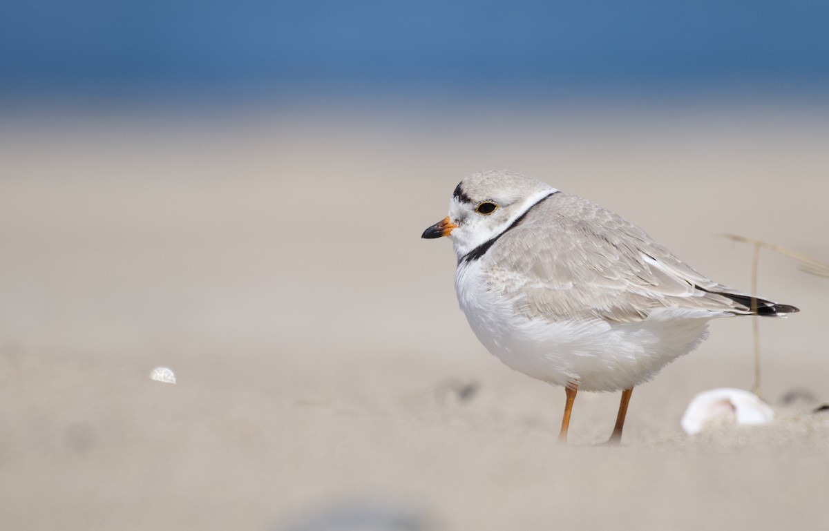 Piping Plover - ML555119111