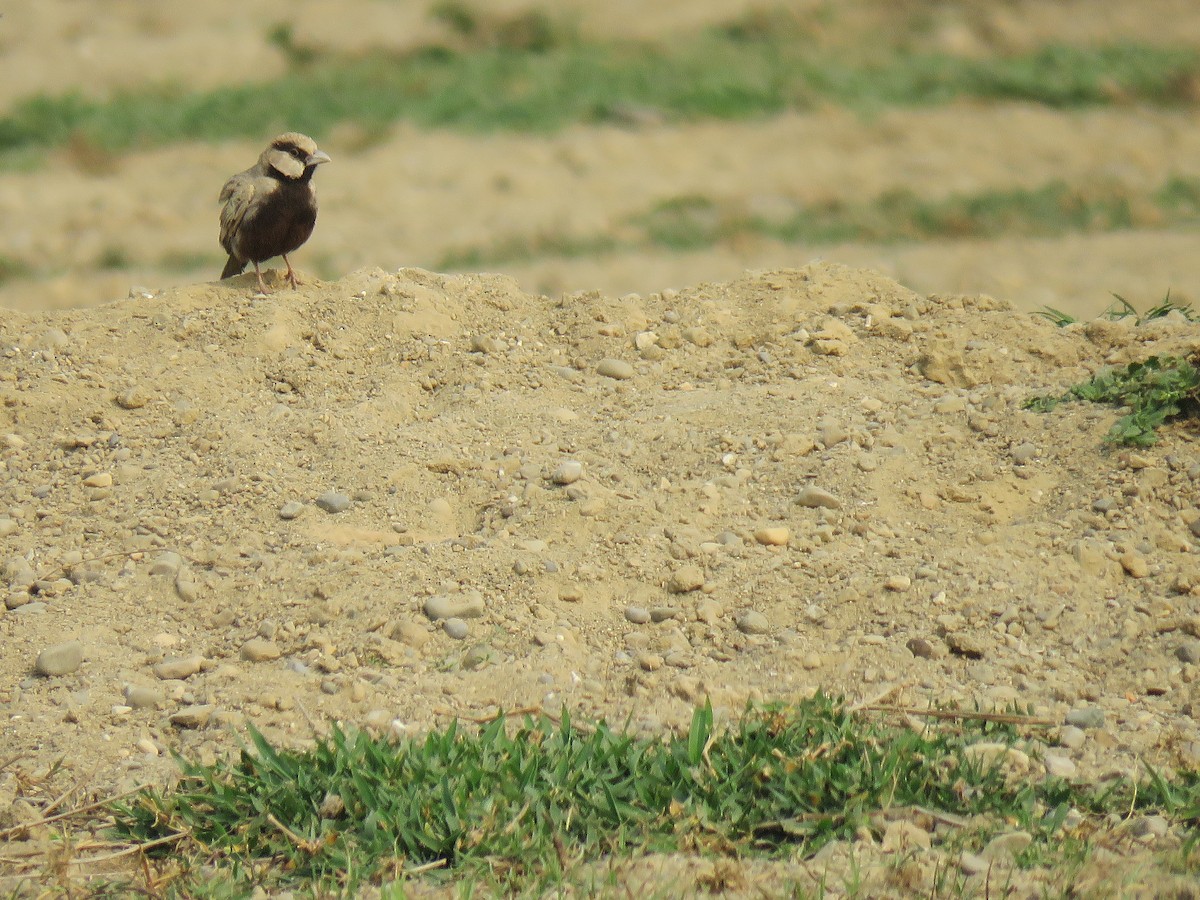 Ashy-crowned Sparrow-Lark - ML555119411