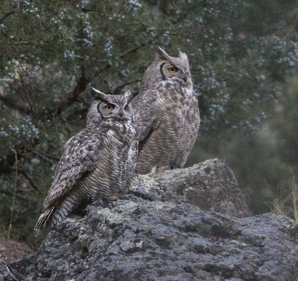 Great Horned Owl - rodger cooley