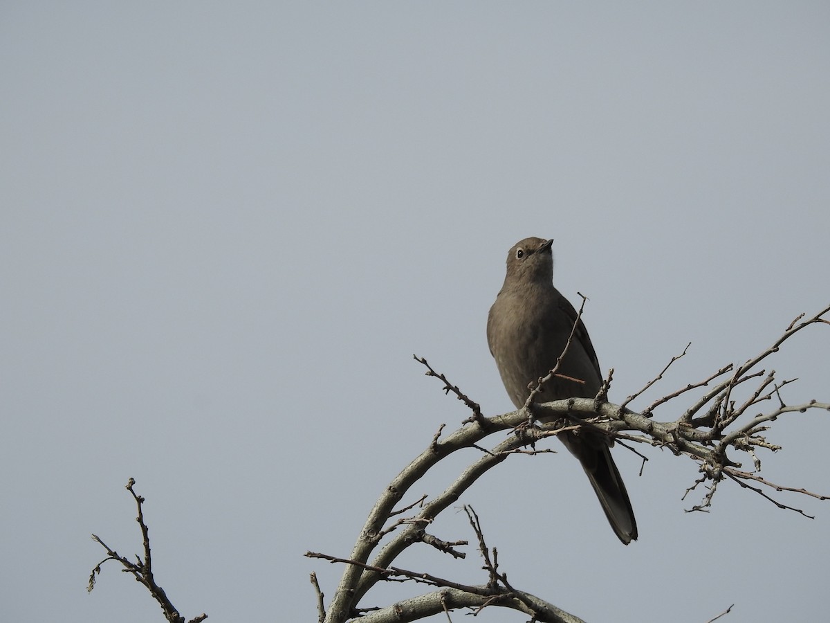Townsend's Solitaire - ML555124871