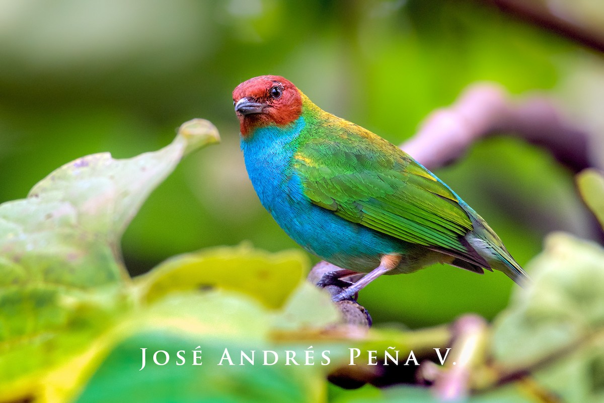 Bay-headed Tanager - ML555125171